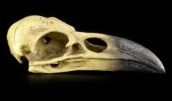 Alchemy The Vault - Raben Totenkopf