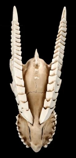 Figuren-shop 31 Figuren-shop -Figuren-shop ML6578 Drachen Totenkopf Wanddeko 2 1280x1280